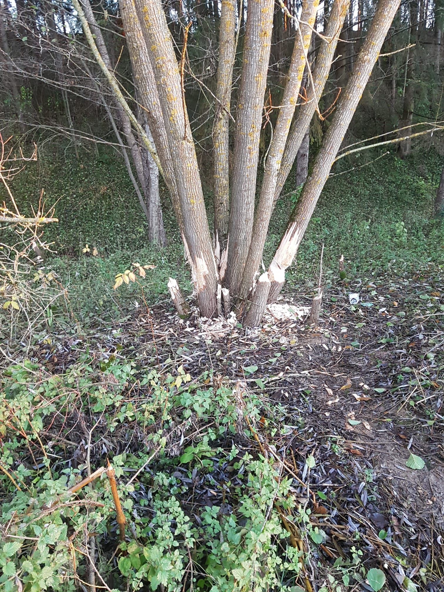 Galeriebild: WhatsApp Image 2022 06 05 at 16.58.16